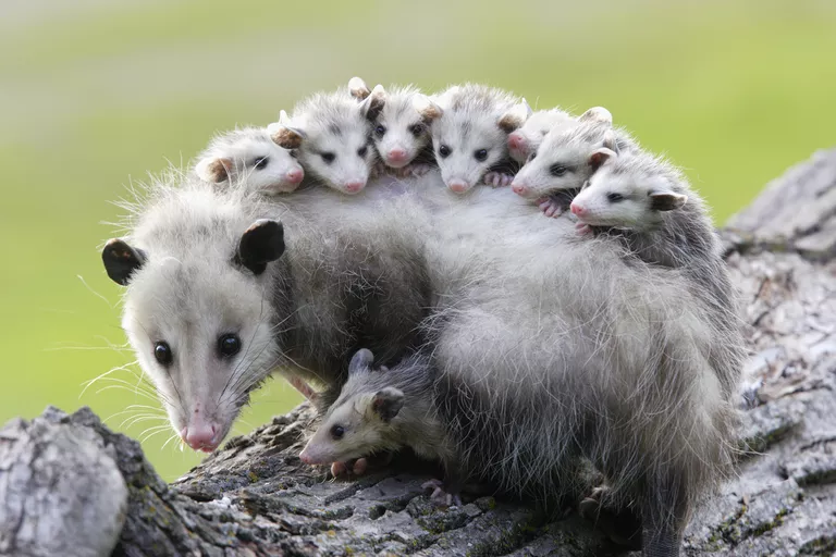Opossum